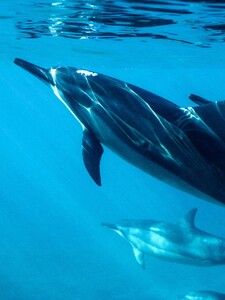 „Delfín se mi zahákl penisem k ruce“. O intimním vztahu aktivisty a zvířete vznikl podcast 