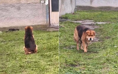 „Hačiko“ pri Nových Zámkoch: psík už pol roka verne čaká pred bytovkou a hľadá svojho majiteľa