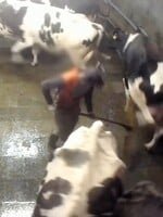 „Jsme zděšeni.“ Nové video ukazuje kruté zacházení se zvířaty v českých kravínech, Mlékárna Hlinsko záběry odsoudila