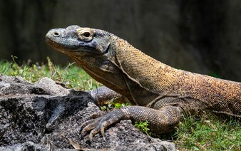 „Nikdy jsem nic takového neviděl.“ Čtyři muži hromadně znásilnili varana. Pak ho zabili, uvařili a snědli