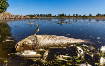 „Zprávy z Německa o pesticidech v Odře jsou fake news,“ tvrdí Polsko k úhynu více než sta tun ryb 