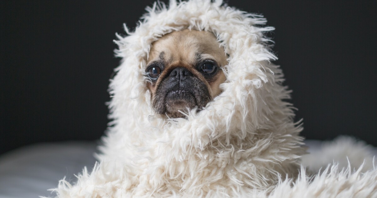 Miluješ vtipné obrázky zvířat? Tady je výběr těch nejlepších memes a videí z Instagramu