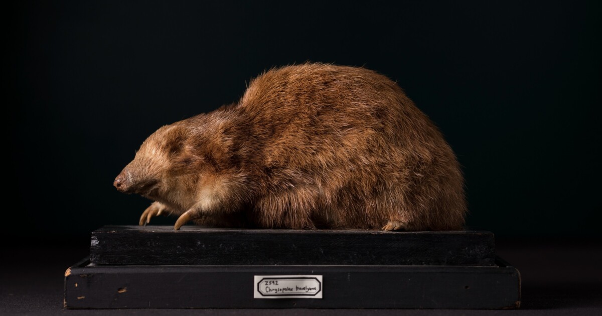 Po více než 80 letech byl objeven savec, kterého veřejnost považovala za vyhynulého