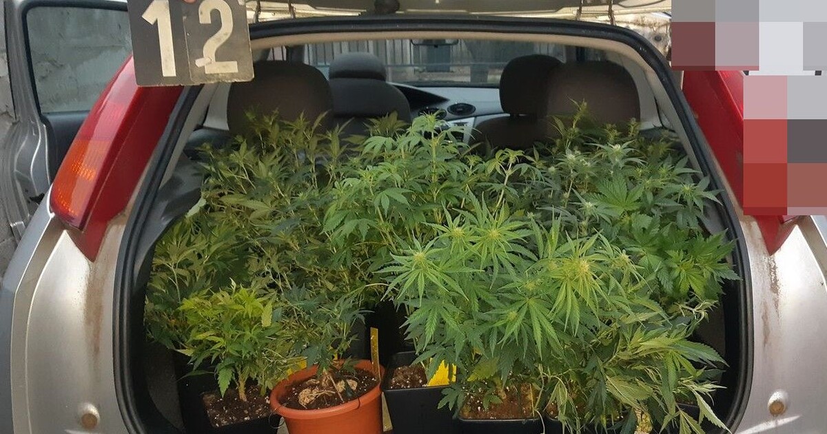 Chrudimští policisté zadrželi muže za pěstování konopí. Původně jeli řešit něco úplně jiného