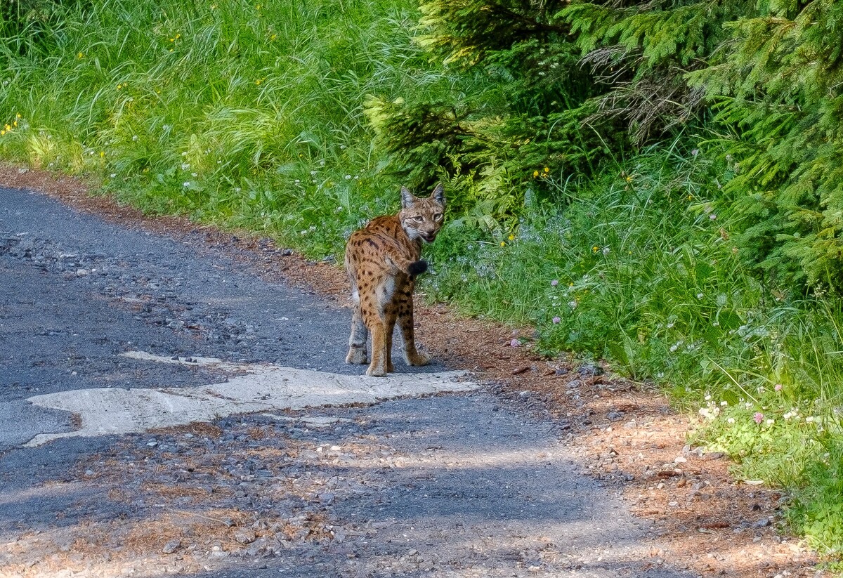 Romanovi sa podarilo zdokumentovať stretnutie s rysou rodinkou.