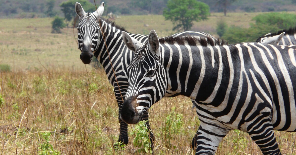 V liberecké zoo se narodila vzácná zebra bezhřívá. Ve volné přírodě jich žije jen 400