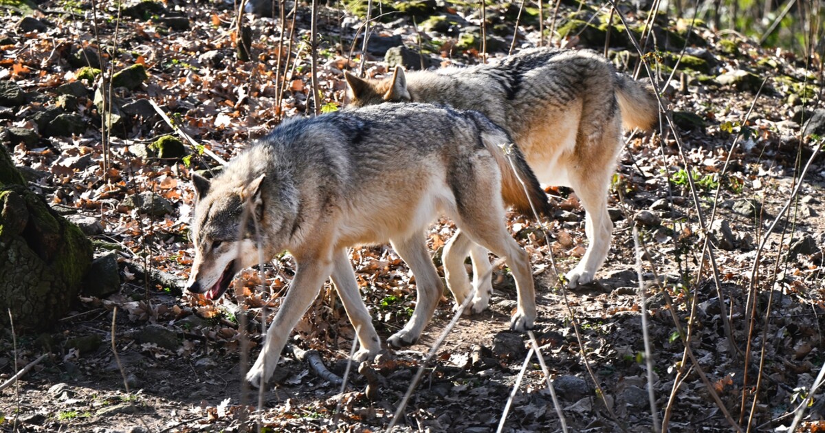 V Rychlebských horách uhynula celá smečka vlků, někdo je otrávil