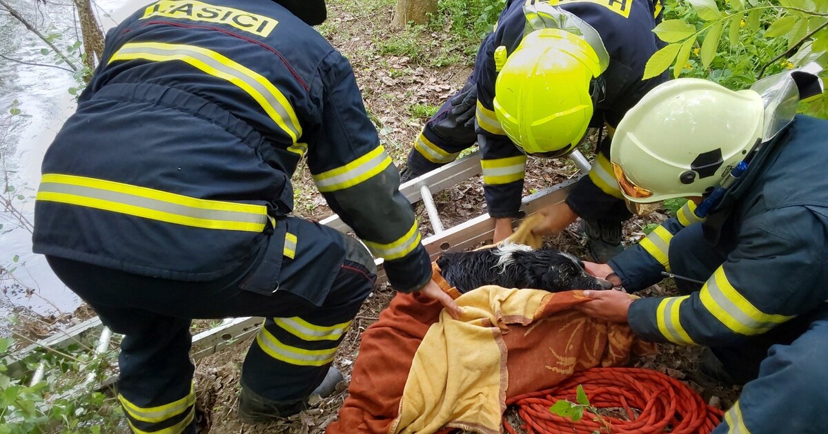 Zázrak u Malé Bečvy: Zaběhnutý Brok přežil tři dny v bahně. Šťastná majitelka nám řekla, jak se mu teď daří