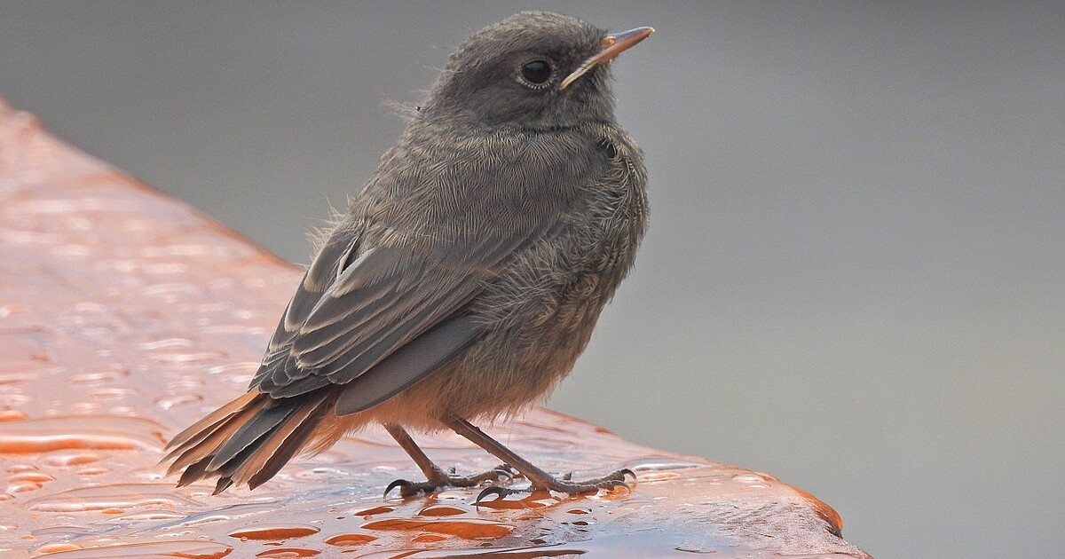 Česko má ptáka roku 2024. Podívej se, který to je