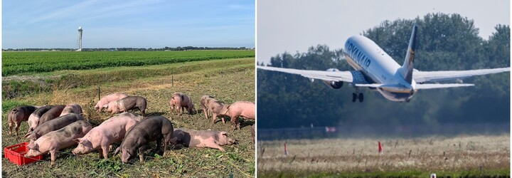 Amsterdamské letisko Schiphol nasadilo do boja proti vtáctvu „ošípanú hliadku”. Chcú tak obmedziť stret vtákov s lietadlami