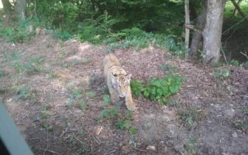 Tygr na Slovensku: U obce Ulič se pohybuje tygr, utekl ze zoo na Ukrajině.