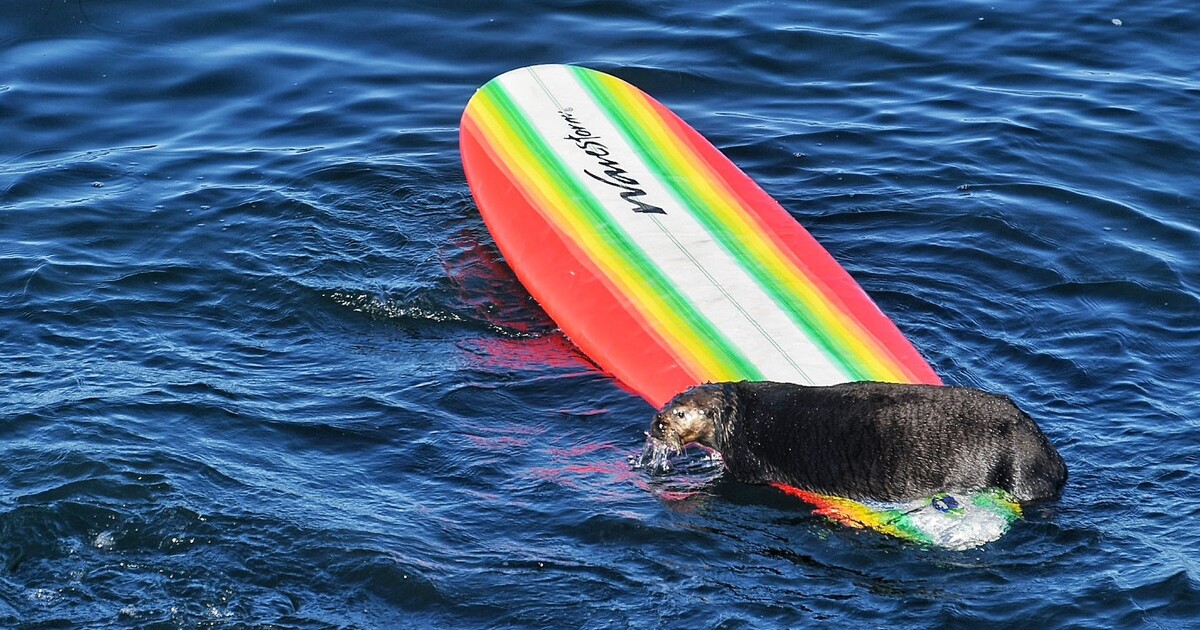 Video: Bereme si naše moře zpátky. Tyto kalifornské vydry shazují surfaře, kradou jejich prkna a chytají jejich vlny