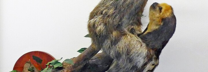 V Brazílii objevili nový druh lenochoda. Jeho hlava připomíná kokos