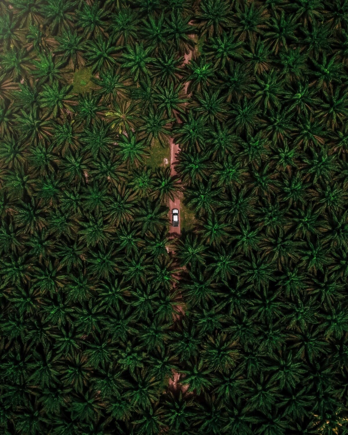 palmy, palmová plantáž