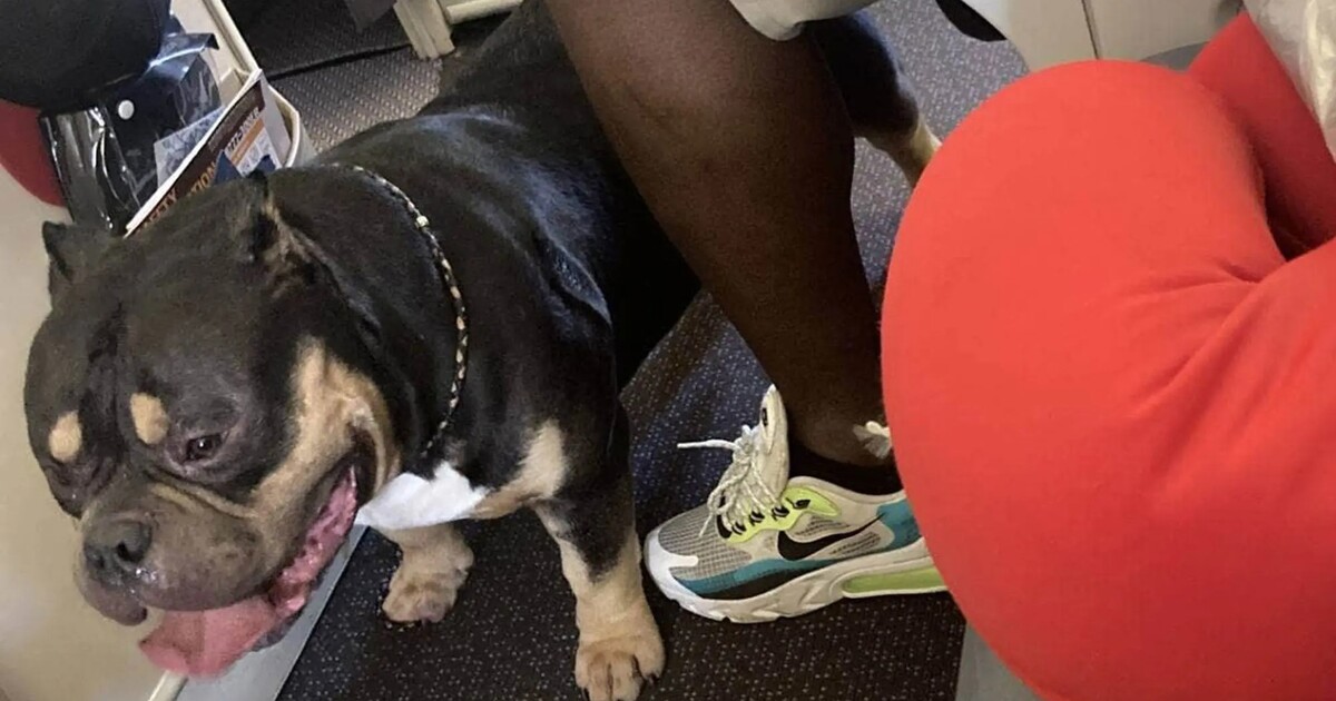 Prdící pes zkazil manželům třináctihodinový let. Chtějí zpátky peníze za luxusní sedadla