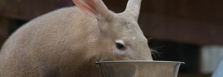 Pražská zoo představila mládě hrabáče kapského. Váží 3 kila a každý den přibírá 150 gramů