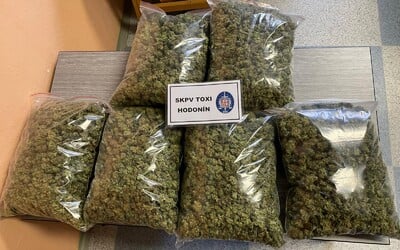 Policie na Hodonínsku odhalila 10 pěstíren marihuany. Osmi lidem hrozí až deset let vězení.