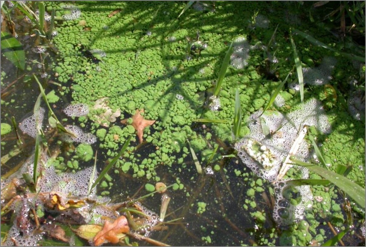 Až několik centimetrů velké kulaté kolonie sinice Microcystis ichthyoblabe na pražském hypertrofním rybníku Šeberák v roce 2008. Tyto kolonie sice vypadají kompaktněji než ty na předchozí straně, příliš stabilní však nejsou. 