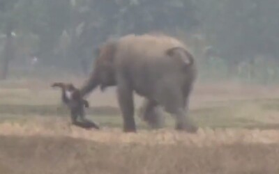 Chcel si spraviť selfie so slonom, zviera muža začalo naháňať a takmer ho zašliaplo. Video zobrazuje neznámeho Inda bežiaceho o život.