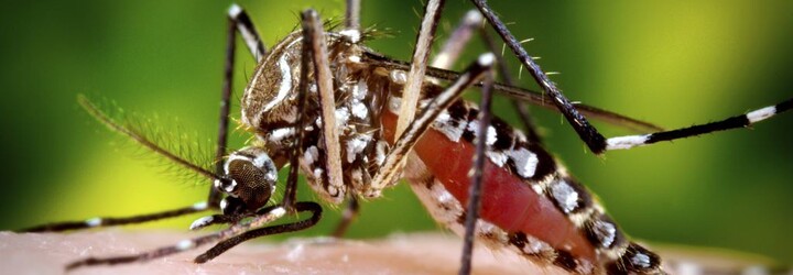 Meteorologové varují před mimořádnou aktivitou komárů