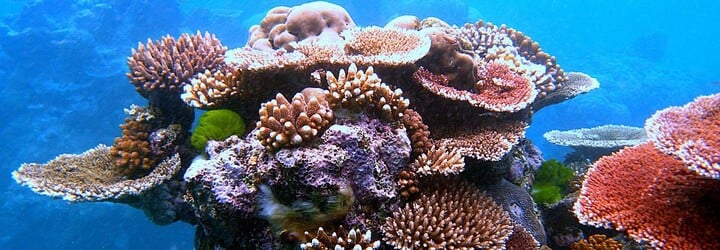 Třetina korálových útesů v Tichém oceánu je pokryta plastem. Do roku 2025 na nich bude zachyceno 15 miliard kousků plastového odpadu