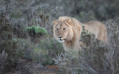Lvi vymírají napříč Afrikou. Jak je zachránit před vyhynutím?