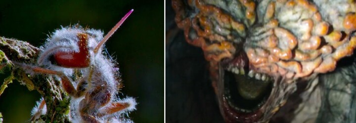 Hubovitá infekcia Cordyceps z The Last of Us je skutočná. Ľudia by sa mohli nakaziť aj v súčasnosti