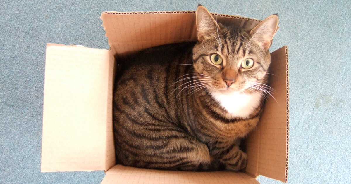 Video: I kočky chodí do práce. TikTok rozněžňuje příběh neobvyklé policistky