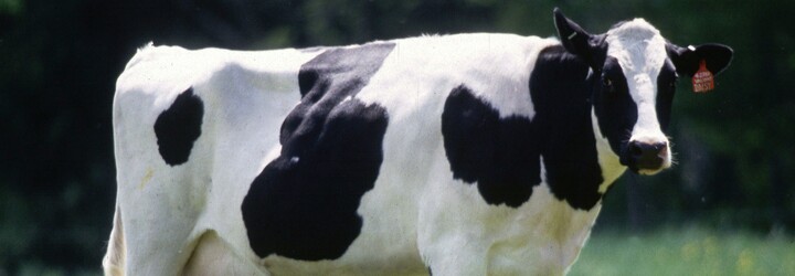 Vegani se na internetu rozčilují, že bankovky mohou obsahovat živočišný tuk