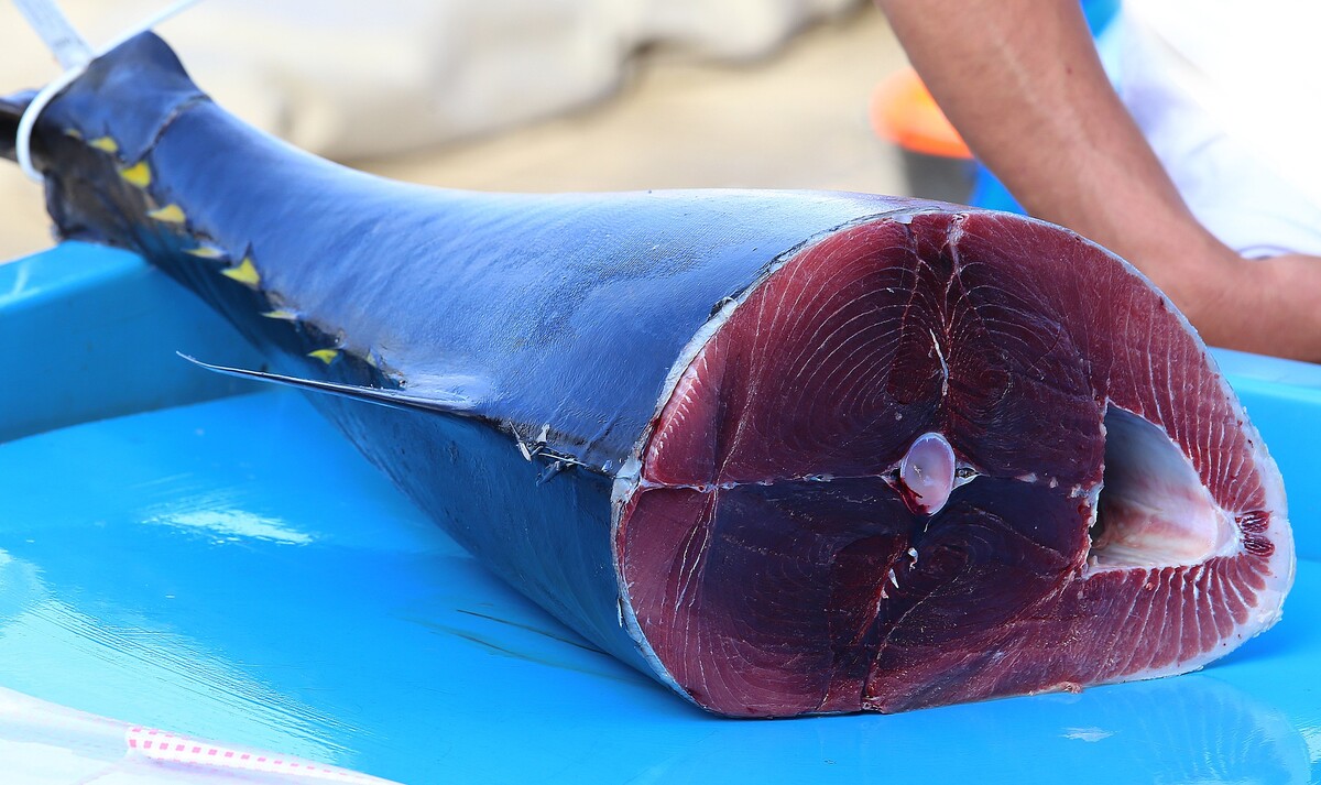 Bluefin tuna, tuňák obecný