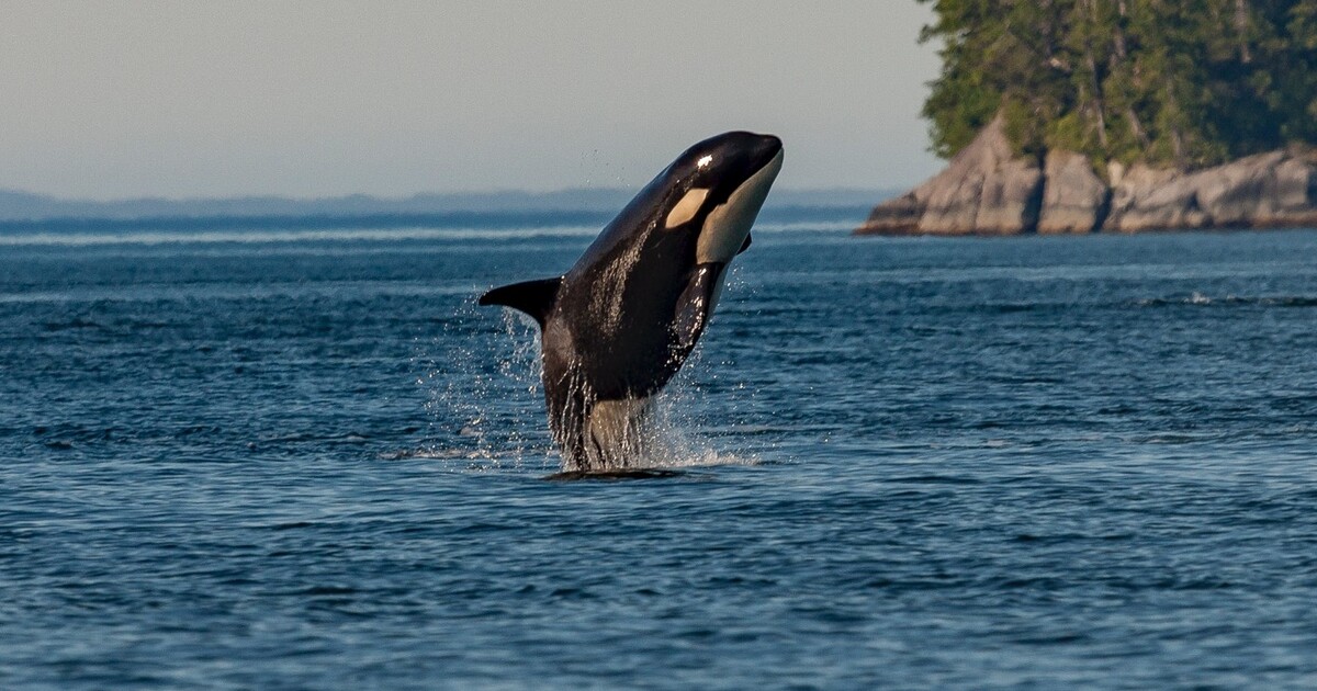 VIDEO: Kosatky zaútočily na loď českého kapitána. Podívej se na děsivé záběry
