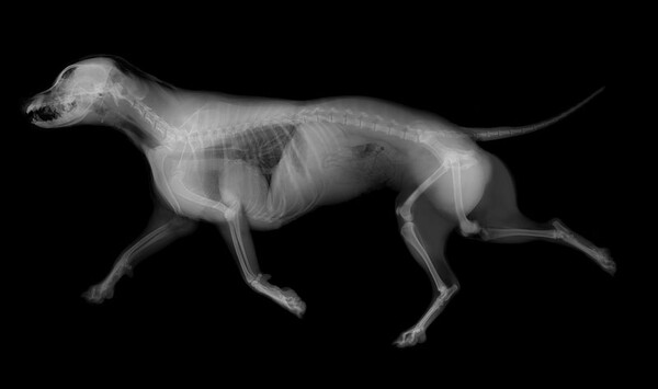 Které zvíře je na tomto rentgenu?