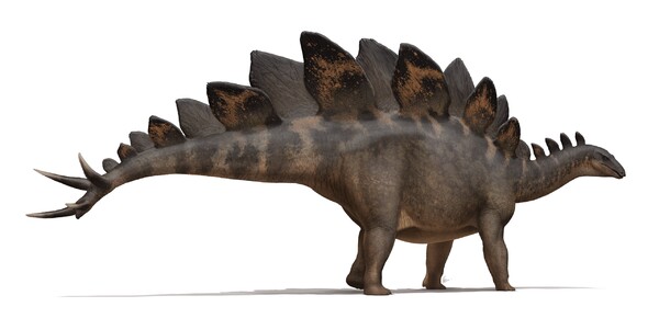 Jeho krk, hřbet i ocas pokrývaly ploché desky, mohl dorůstat do délky až kolem devíti metrů a byl veeelmi pomalý. O kterém dinosaurovi je řeč?
