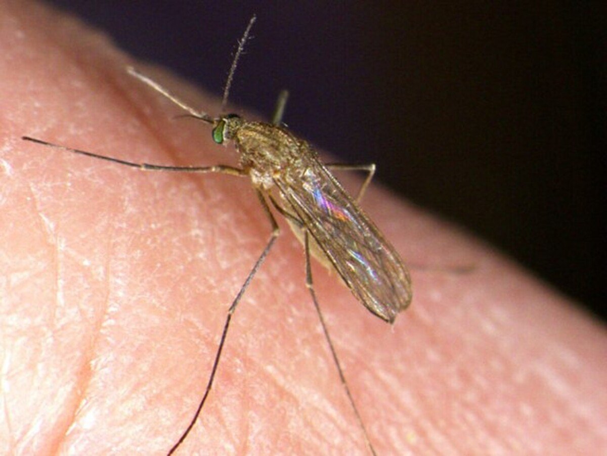 Komár pisklavý (Culex pipiens).