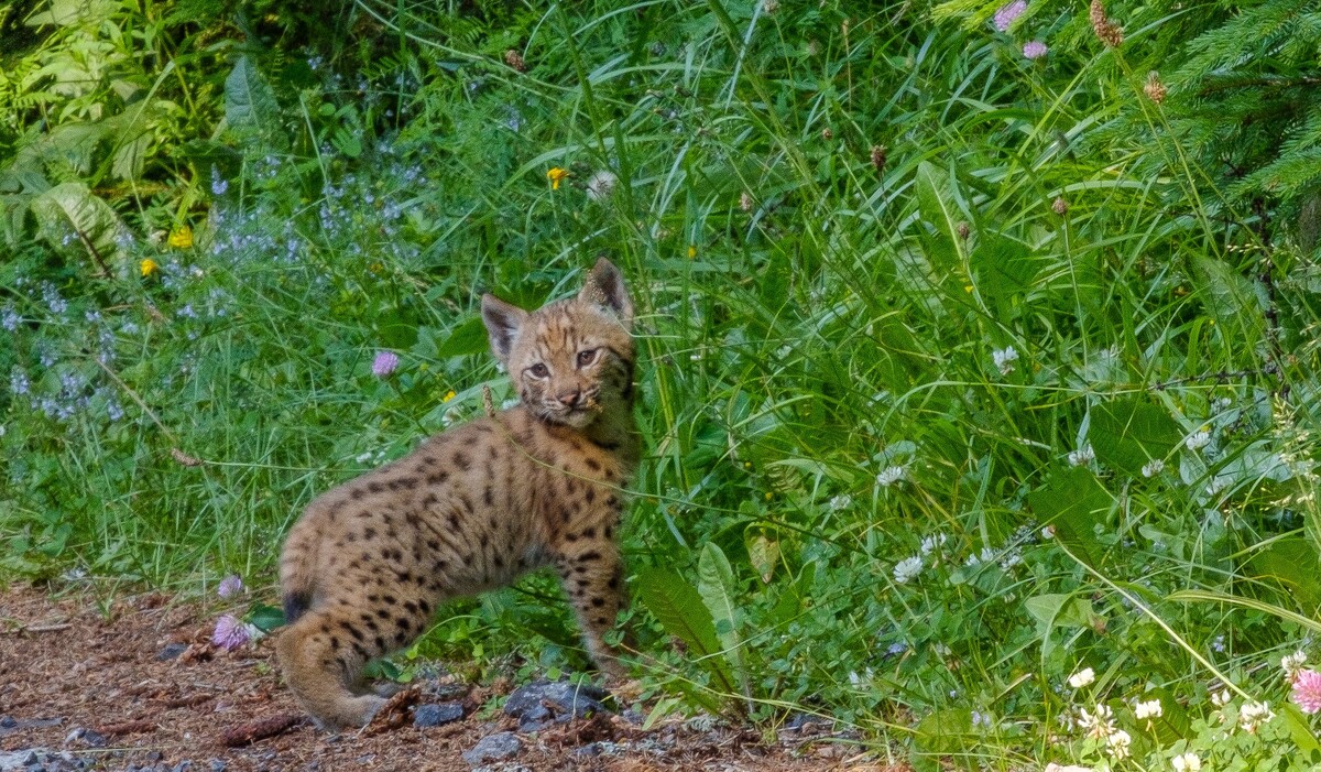 Romanovi sa podarilo zdokumentovať stretnutie s rysou rodinkou.
