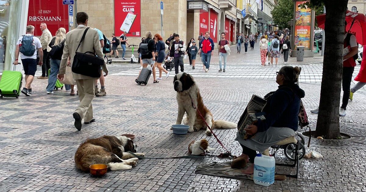 Ani se nehni a vydělávej. Skupina z Rumunska v českých městech využívá k žebrání své psy, situace je prý neřešitelná