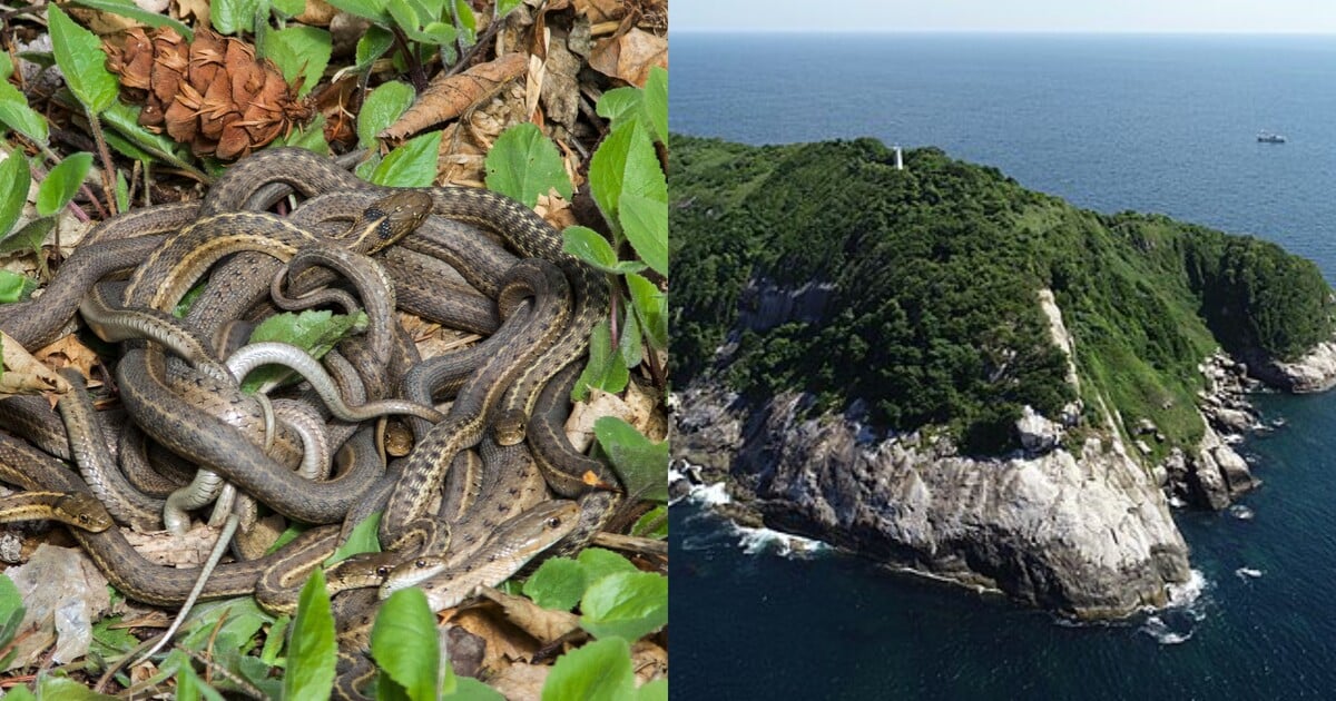 Toto je 10 nejnebezpečnějších ostrovů světa. Obývají je hadi i domorodé kmeny, které tě bez milosti zabijí