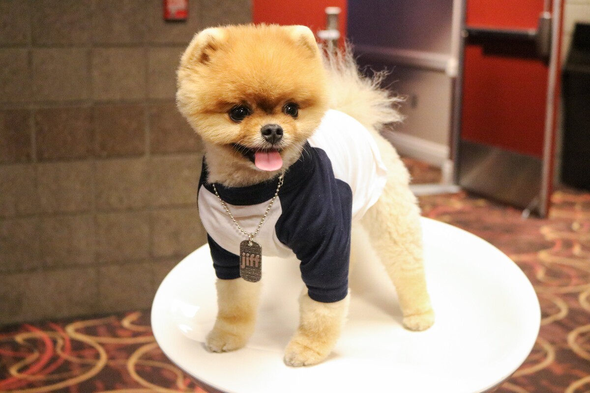 Jiffpom