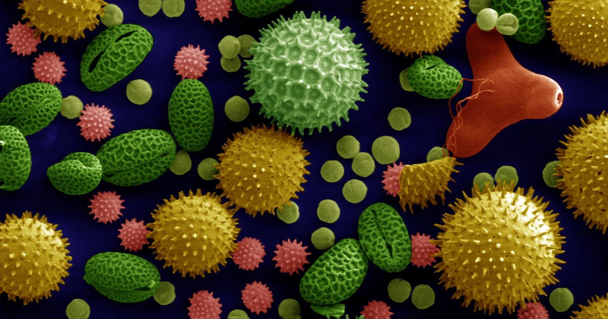 KVÍZ: Milionkrát zvětšeno. Poznáš, co je pod mikroskopem?