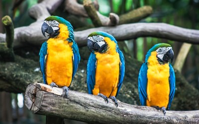 Zoologická zahrada musela odstranit z expozice své papoušky. Byli příliš vulgární.