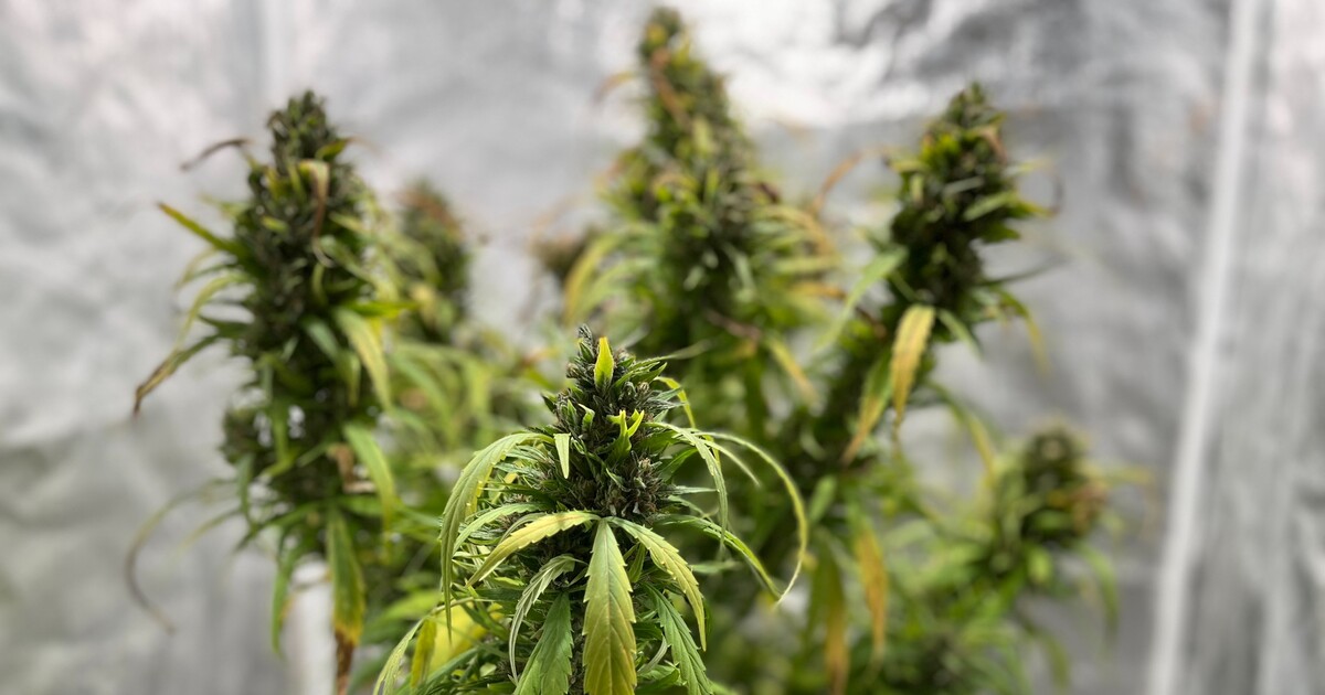 Fiala je proti zákazu CBD. Hlasuj v anketě, co si o tom myslíš ty