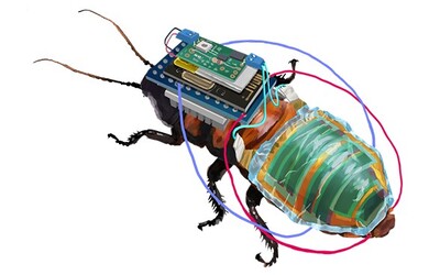 Vědci sestavili švábího kyborga, v budoucnu může pomoci při pátracích a záchranných akcích.