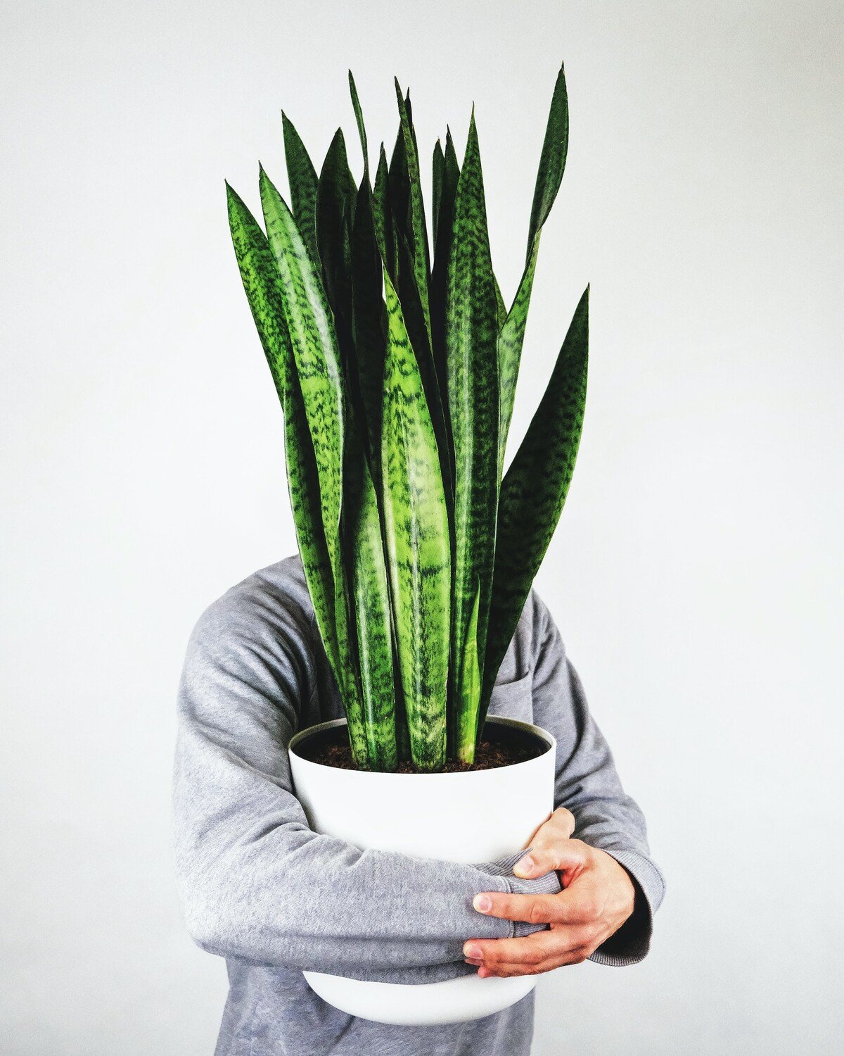 V anglicky mluvících zemích ji občas také říkají „Mother-in-Law's Tongue“, ale častěji používají název „Snake Plant“