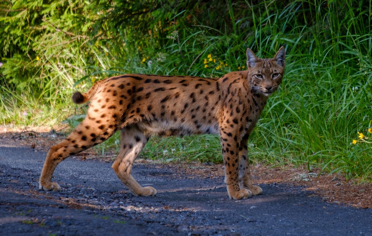 Romanovi sa podarilo zdokumentovať stretnutie s rysou rodinkou.