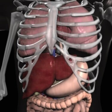 Ktorý z týchto orgánov ľudského tela nie je párový?