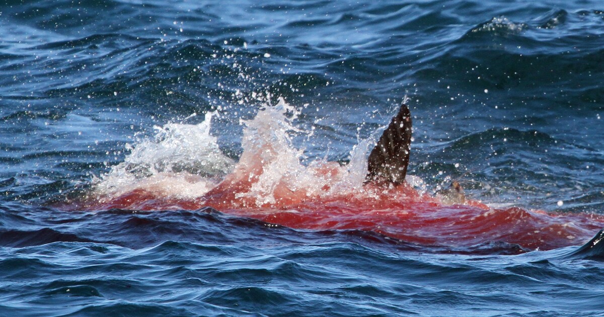 Ženě v Karibiku žralok ukousnul obě ruce, když si ho chtěla vyfotit