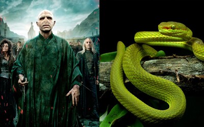 Vedci objavili nový druh zeleného štrkáča, nazvali ho po zakladateľovi Slizolinu. Zjavne sú veľkými fanúšikmi Harryho Pottera.