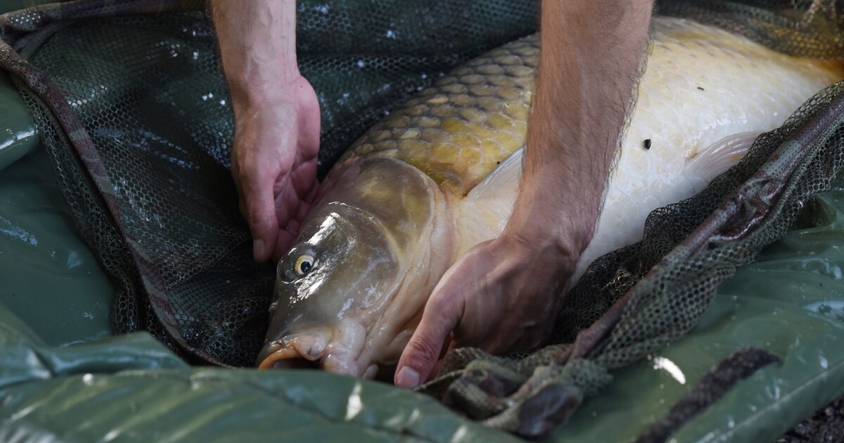 Dušení a teplotní šok. Petice vyzývá k zákazu nákupu živých kaprů, podpořila ji i výtvarnice Toy_Box