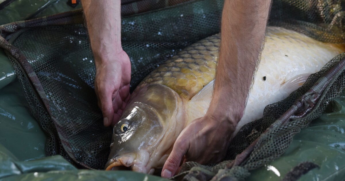 Konec násilí o Vánocích: Známý supermarket v Česku zakázal prodej živých kaprů