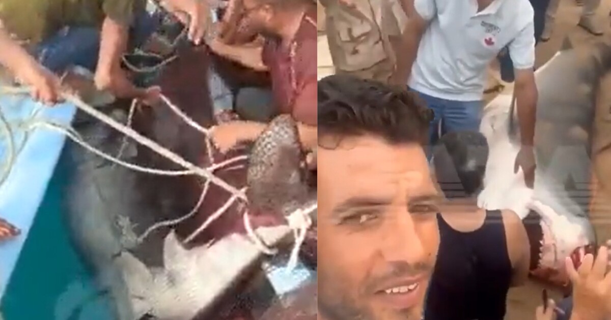Video: Egypťané chytili žraloka, který ve známém letovisku zabil občana Ruska. Ministerstvo oznámilo, jaké s ním má plány